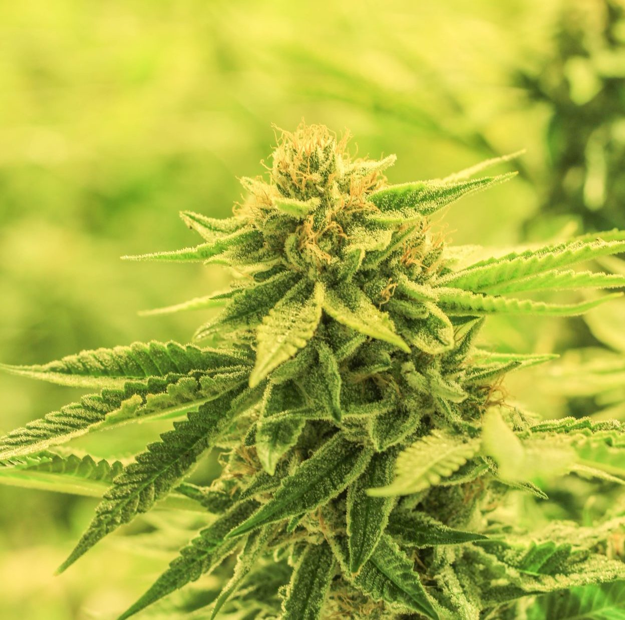 Cannabis Plant