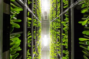 Hiring Executives for Agtech: From Vertical Farming to E-commerce Technology