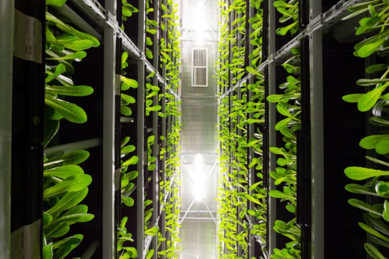 Hiring Executives for Agtech: From Vertical Farming to E-commerce Technology