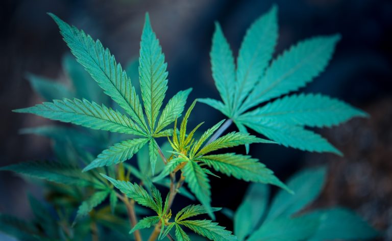 Tobacco & Cannabis Executive Recruiting Year in Review 2022